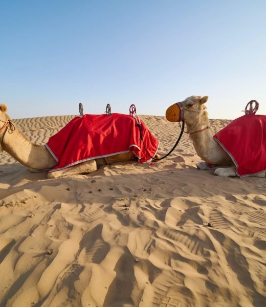 Camels resting on a sandy dune in Dubai, UAE Two camels resting on a sandy dune in Dubai, UAE